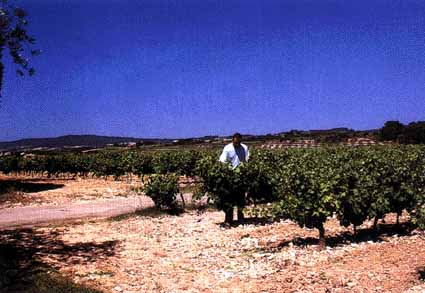 Fran�ois Vallot checking the progress of his grapes