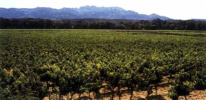 Looking across La Garrigue�s vines to Les Dentelles